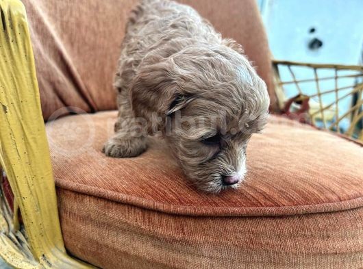 Orijinal Maltipoo Yavrularımız görsel