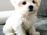 A Kalite Maltese Terrier Yavrularımız