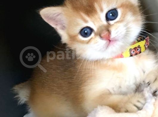 A Kalite Safkan Bri̇ti̇sh Shorthai̇r Golden  Yavrular görsel