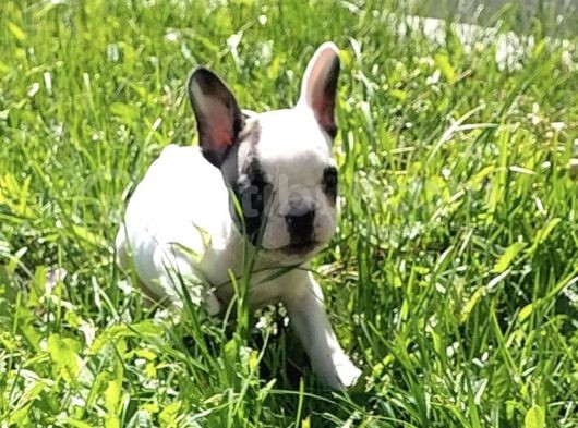 Harika Fransız Bulldog Yavruları