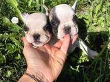 Harika Fransız Bulldog Yavruları
