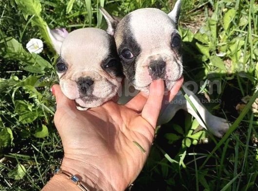 Harika Fransız Bulldog Yavruları görsel