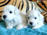 Bembeyaz Maltese Terri̇er 0 Numara
