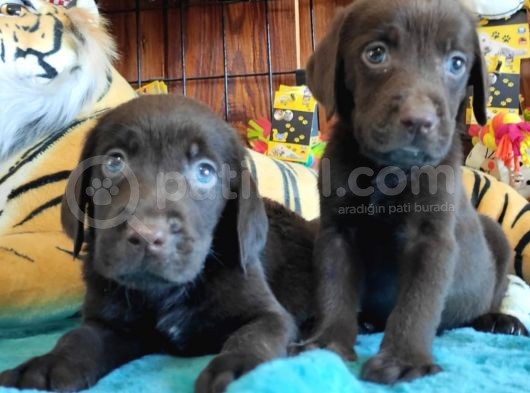 Muhteşem Çi̇kolata Ve Si̇yah Labrador Yavrularimiz görsel
