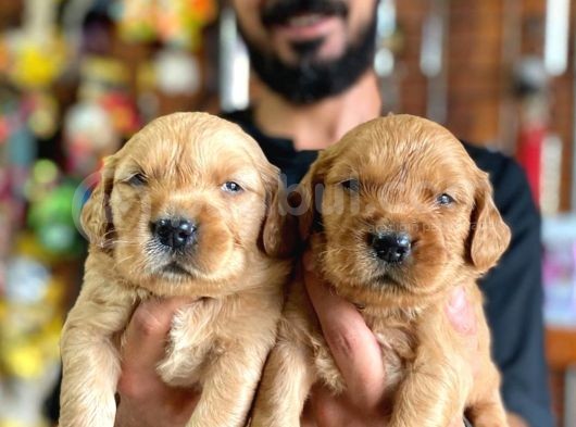 Bebek Yüzlü Golden A Kali̇te Irk görsel