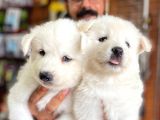AYİ YAVRUSU SAMOYED A KALİTE IRK