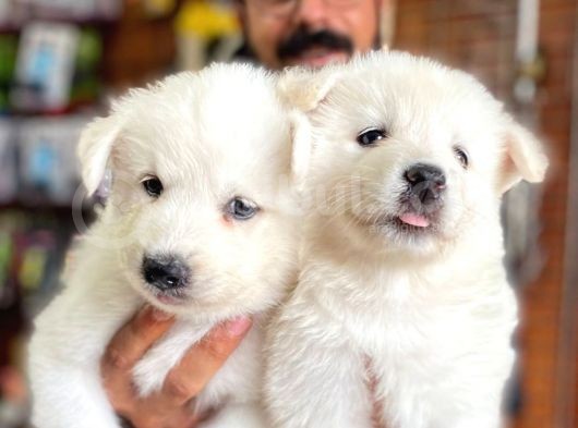 Ayi̇ Yavrusu Samoyed A Kali̇te Irk