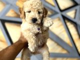 Toy Poodle Bebekler