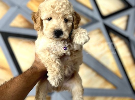 Toy Poodle Bebekler görsel