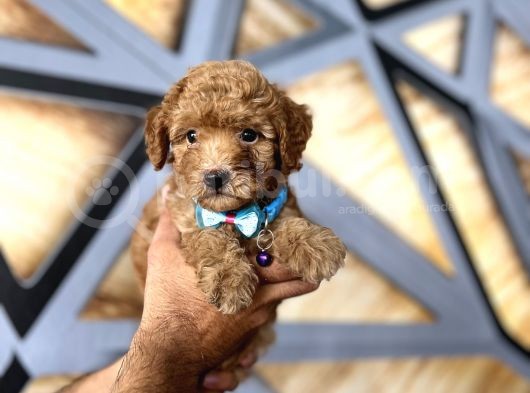 Red Toy Poodle
