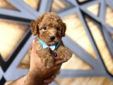 Toy Poodle Bebekler