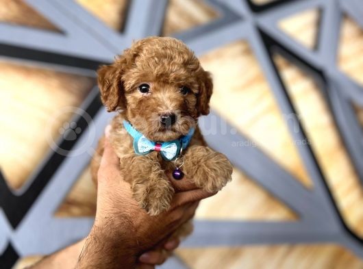 Toy Poodle Bebekler görsel
