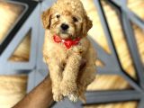 Toy Poodle Bebekler