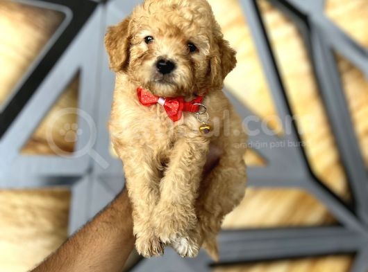 Toy Poodle Bebekler görsel