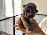French Bulldog Blue A Kalite Dişi Yavrularımız Bursa Türkiye Tüm İller Ve Avrupaya  Gönderim Mevcuttur