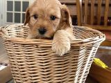 Maltipoo yavrumuz