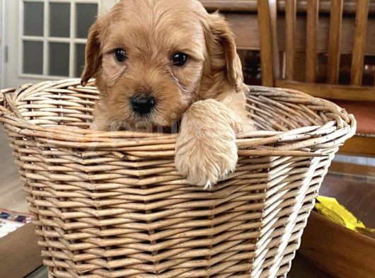 Maltipoo Yavrumuz