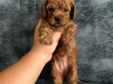 TOY POODLE BEBEKLER