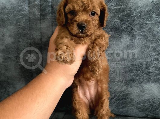 Toy Poodle Bebekler