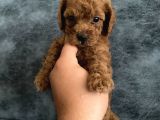 Toy Poodle Bebekler