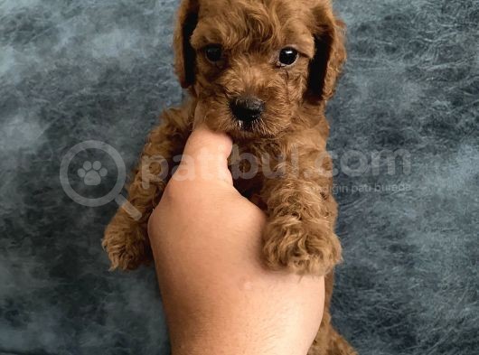 Toy Poodle Bebekler görsel