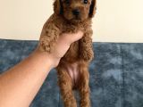 Toy Poodle Bebekler