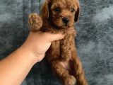 Toy Poodle Bebekler