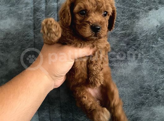 Toy Poodle Bebekler görsel