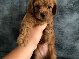 Toy Poodle Bebekler