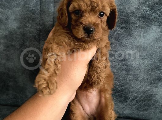 Toy Poodle Bebekler görsel