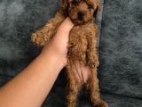 Toy Poodle Bebekler