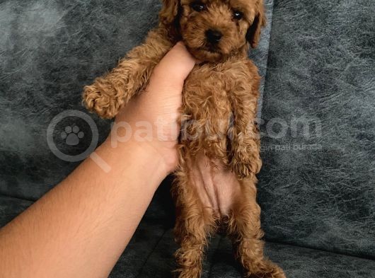 Toy Poodle Bebekler görsel