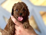 Toy Poodle A Kalite