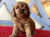 Toy Poodle A Kalite
