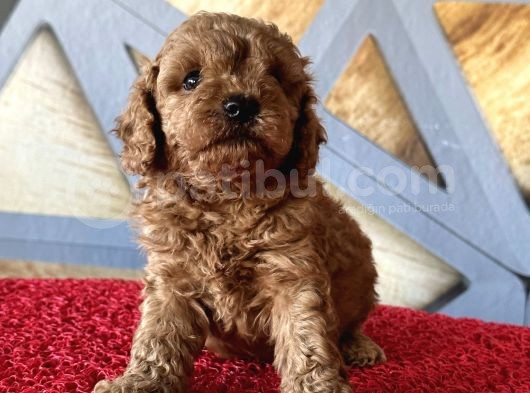 Toy Poodle A Kalite görsel