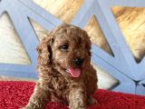 Toy poodle a kalite