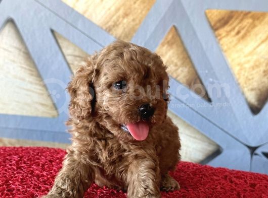 Toy Poodle A Kalite