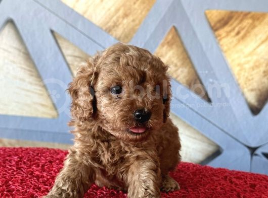 Toy Poodle A Kalite görsel