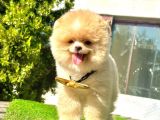 Safkan Pomeranian Boo Yavrularımız