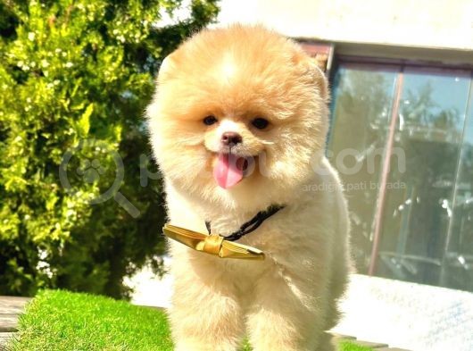 Safkan Pomeranian Boo Yavrularımız görsel