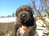 Cane Corsa Yavrularımız Bursa Türkiye Tüm İller Ve Avrupaya  Gönderim Mevcuttur