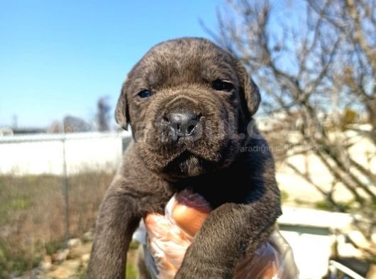 Cane Corsa Yavrularımız Bursa Türkiye Tüm İller Ve Avrupaya  Gönderim Mevcuttur görsel