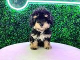TRİ COLOR MALTİPOO  YAVRULARI