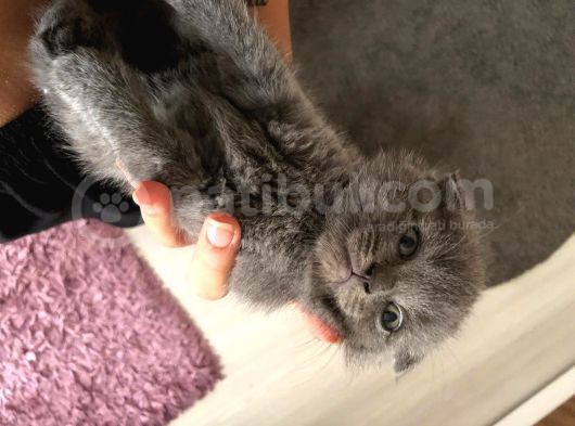 Yeni Yuvalarına Gitmeye Hazir Bebeklerimiz görsel