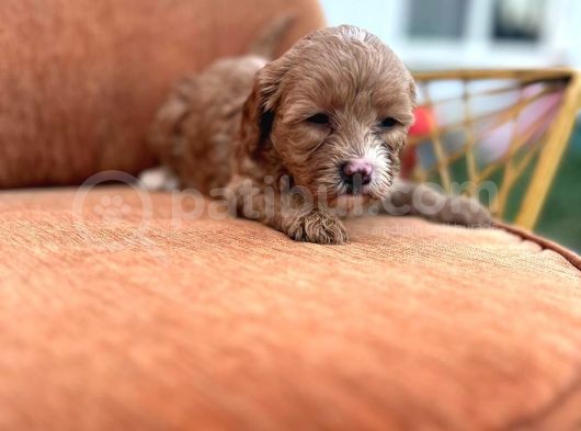Orijinal Maltipoo Yavrularımız görsel
