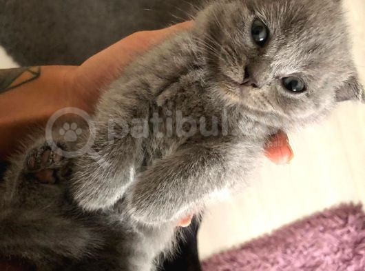 Yeni Yuvalarına Gitmeye Hazir Bebeklerimiz görsel