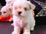 SÜT BEYAZ MALTESE TERRİER YAVRULARI
