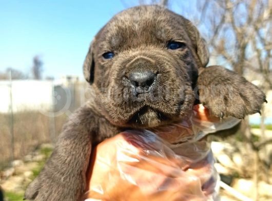 Cane Corsa Yavrularımız Bursa Türkiye Tüm İller Ve Avrupaya  Gönderim Mevcuttur görsel