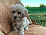 Orijinal Maltipoo Yavrularımız