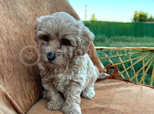 Orijinal Maltipoo Yavrularımız görsel